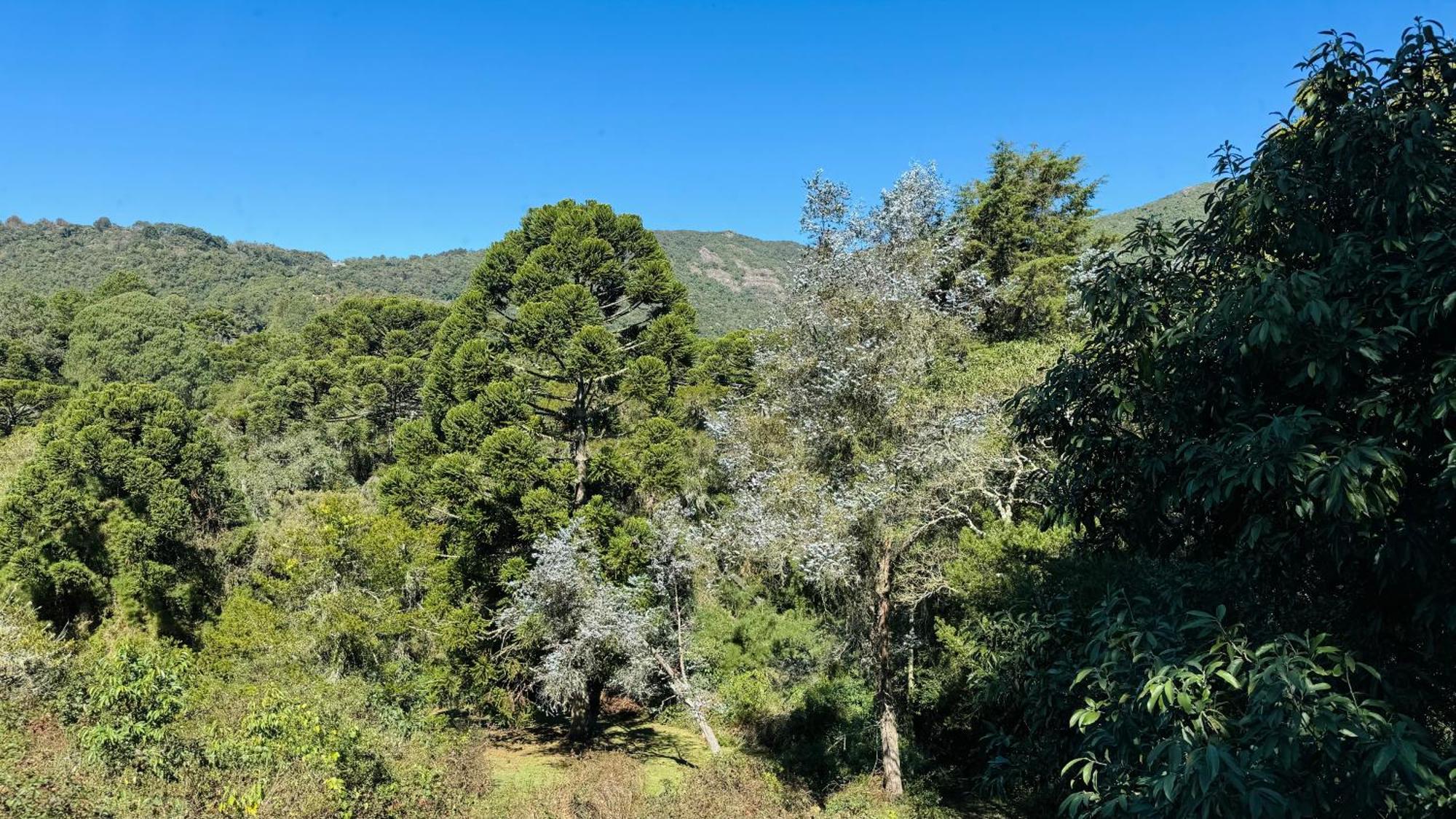 Estalagem Mandeville Monte Verde  Zewnętrze zdjęcie